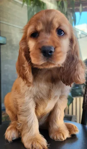 Alegria da Família! Cocker Spaniel Inglês a Pronta Entrega. 