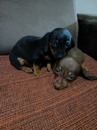Filhote fêmea de basset Chocolate e preta e canela minúscula