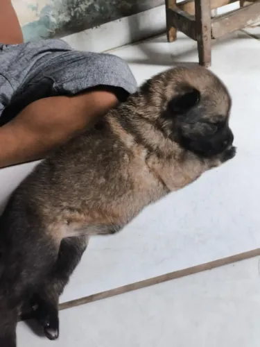 Filhote de Pastor Alemão Cinza 