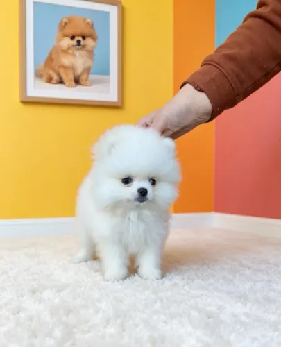 Spitz Alemão Mini Ursinho