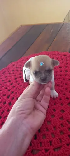 Chihuahuas 