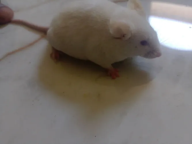 Vendo camundongo vivos para criação ou para servir como alimento para pets carnivoros