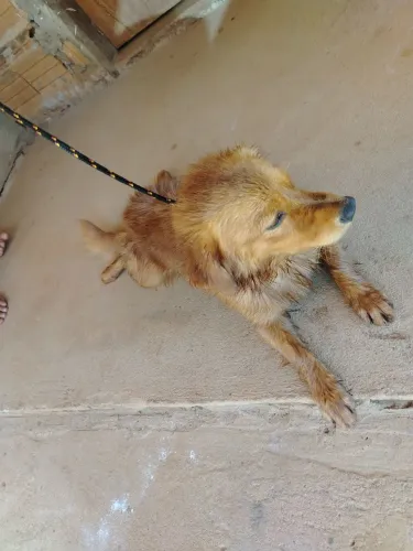 Vende-se cachorro 