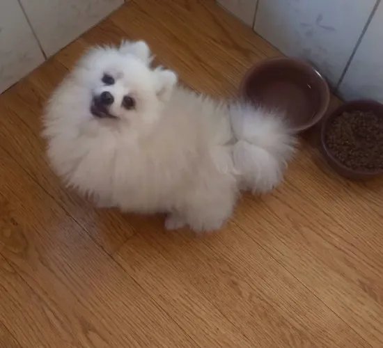 Spitz alemão Macho 1500 