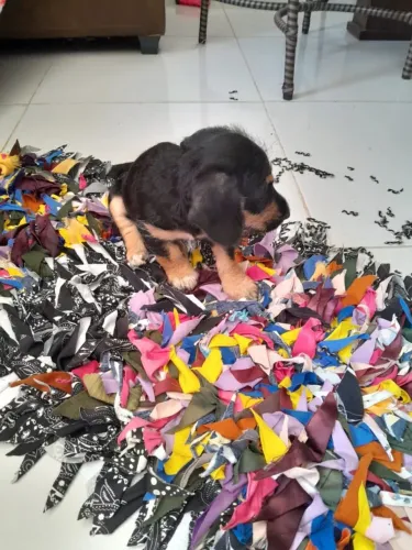 Salsicha com poodle