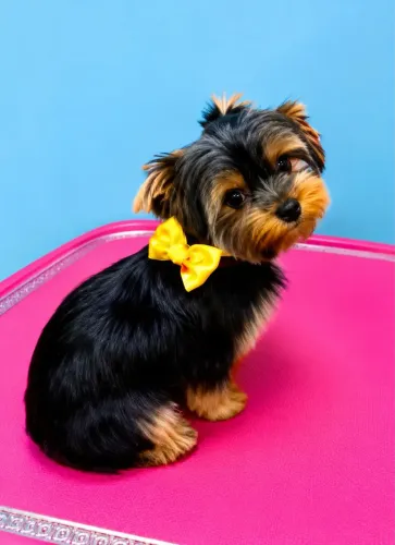 Yorkshire Terrier fêmea