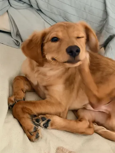 Adoção responsável - Scooby - cachorro