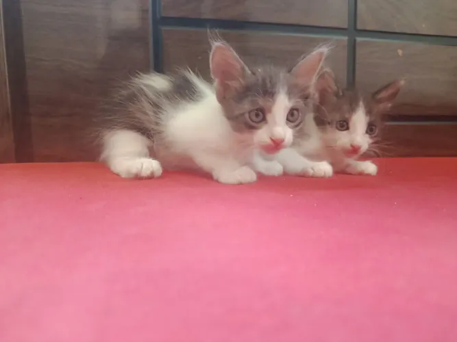 Doações gatos frajola