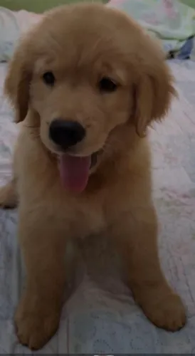 Golden Retriever fêmea 2.200