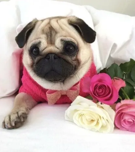Filhoted Pug fofucho 