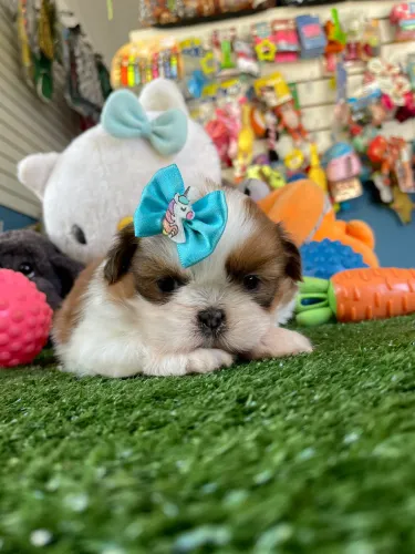 Shih tzu tricolor fêmea $2.100,00