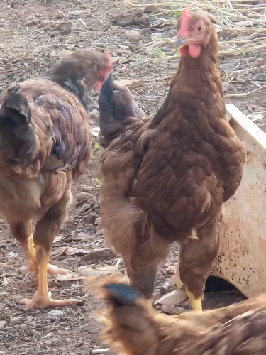 Frango Embrapa 051 macho 