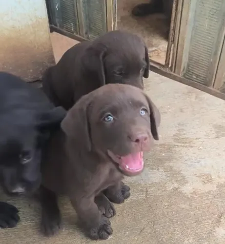 Filhotes de labrador fêmeas puros 