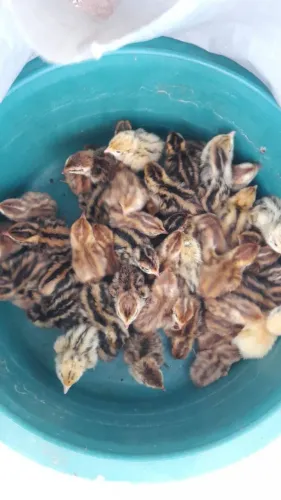 Filhotes de codornas com 15 dias
