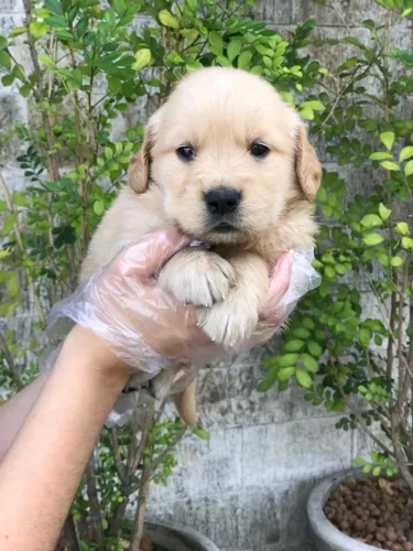 Golden Retriever- Machinho com 54 dias á pronta entrega, 100% raça pura-Dani