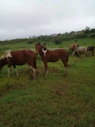 POTRA PIQUIRA PURA SEM REGISTRO MACHA PICADA 