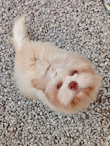 Vendo Shitzu 8 meses Macho