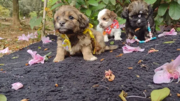 Lhasa Apso oferecemos um suporte veterinário único e gratuito