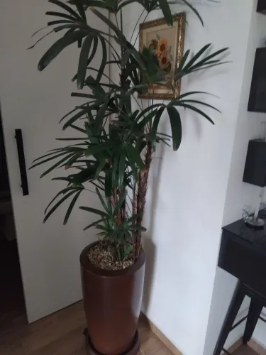 Linda Palmeira de Jardim em Vaso Decorativo