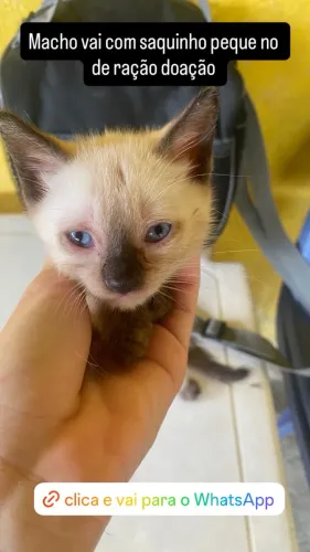 DOAÇÃO GATINHO VAI COM SACO DE RAÇÃO