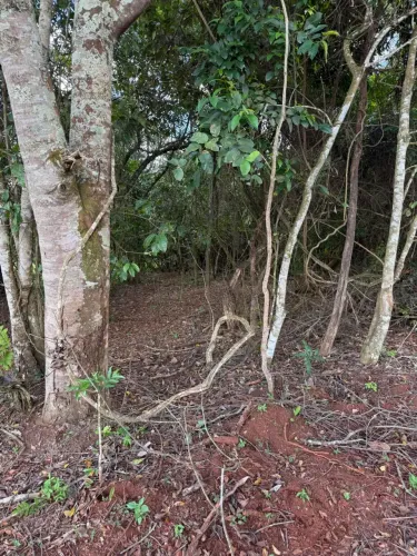 Chacara 7 mil reais entrada Gameleira Go