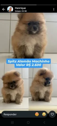 SPLITZ ALEMÃO MACHINHO