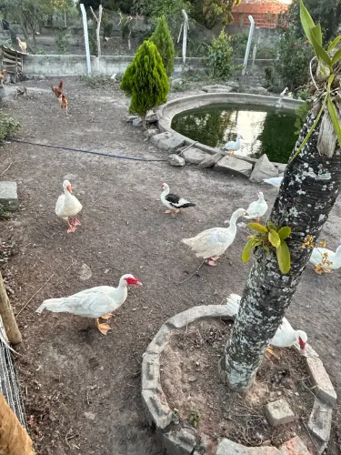 ?Patos à venda?