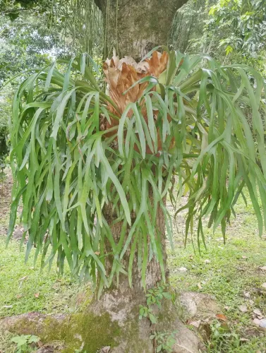  Muda de chifre-de-veado