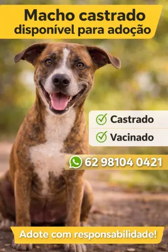 Cachorro Docil