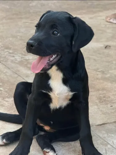 Doação de cachorros
