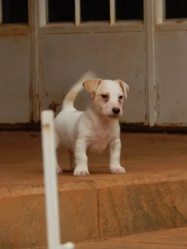 Filhote de Jack Russell Terrier com PEDIGREE CBKC AUZL