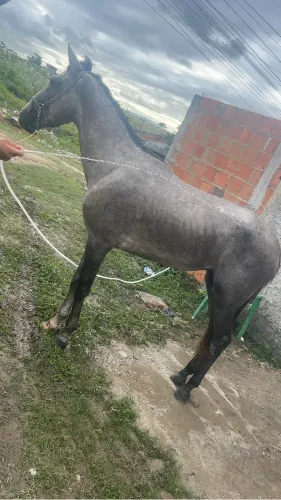 Égua
