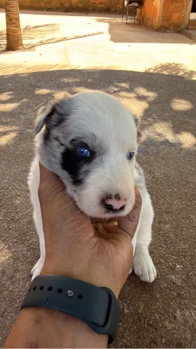 Border Collie