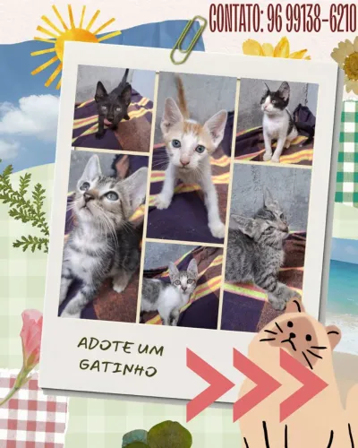 Gatinhos em adoção
