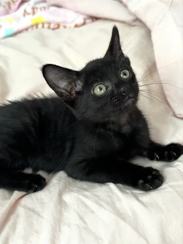 Gatinhos para adoção