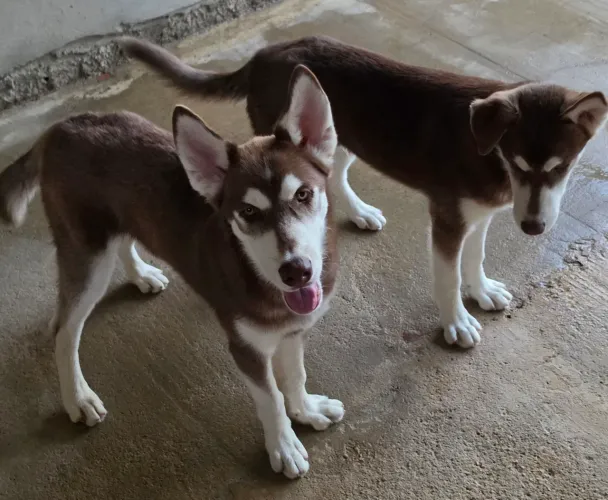 LINDOS FILHOTES LEGÍTIMOS DE HUSKY SIBERIANO
