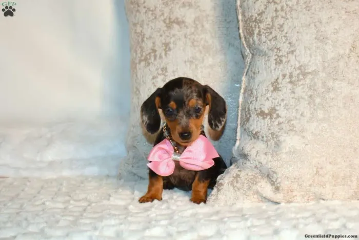 Seu Dachshund te espera 