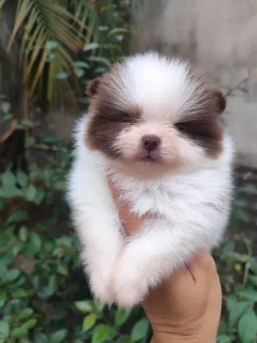 Lulu da Pomerânia