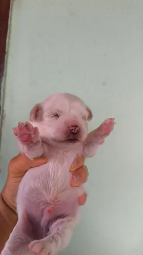 Vendo filhostes de poodle