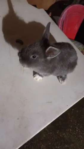 ?Melhor presente para dia das crianças?lindos coelhinhos bebês