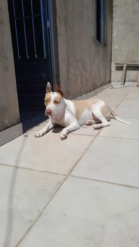DOAÇÃO DE PITBULL FÊMEA CASTRADA, URGENTE !