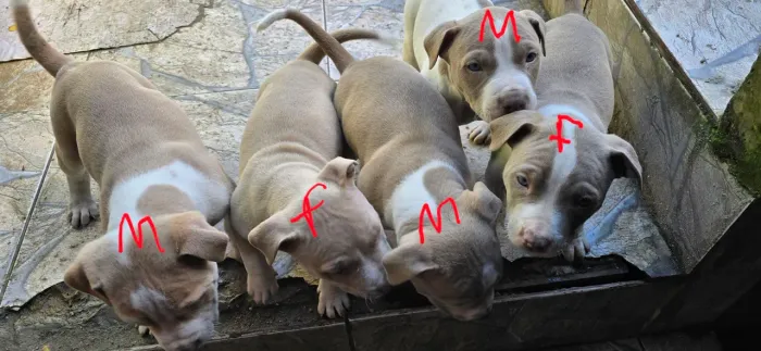 Filhotes de pit monster
