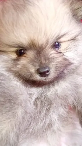 Lulu da pomerana 