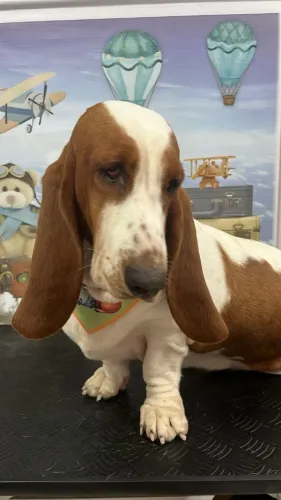 Basset Hound
