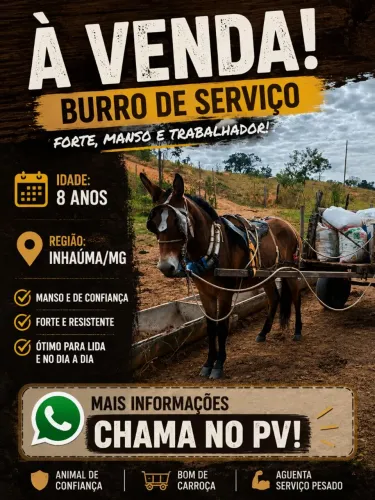 Vendo burro de carroça..