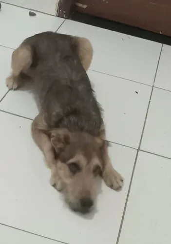 Doação, cadela porte médio. Não posso ficar achei abandonada na rua 