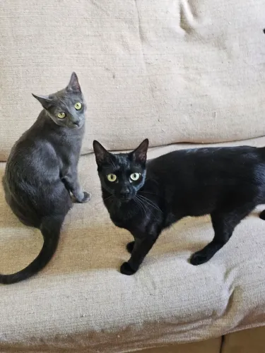 Gatos machos castrados para adoção consciente