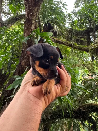 Filhote Pinscher mini 