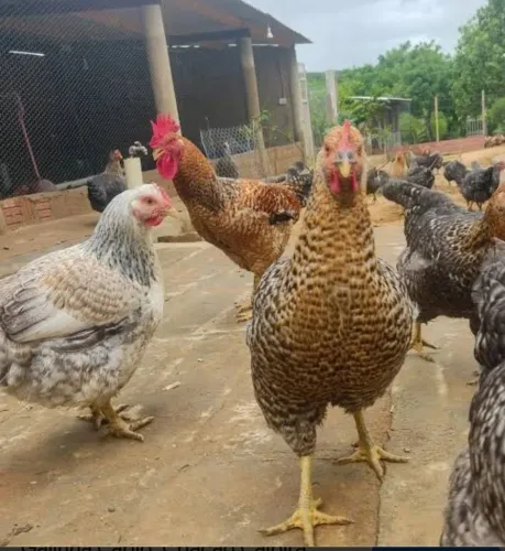 Frangos e galinha Caipirão 