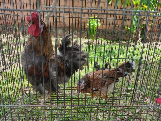 Casal galinha  modelada